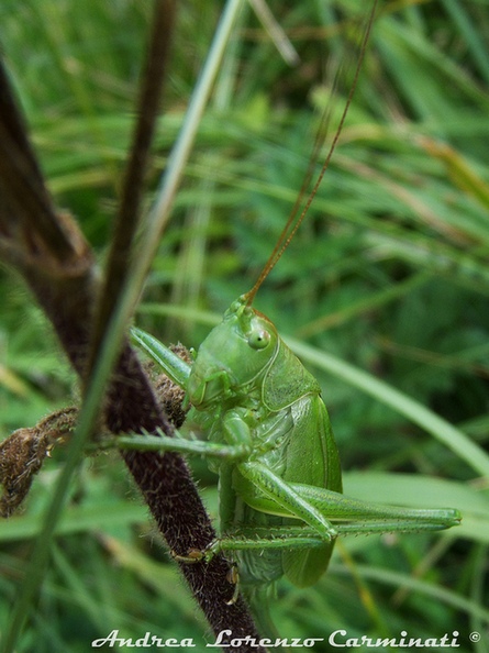 Tettigonia cantans