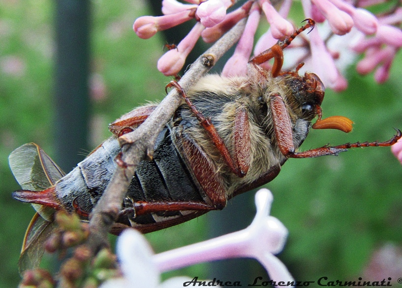 Melolonthidae