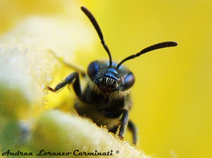 Apidae Halictinae: cfr. Lasioglossum sp.