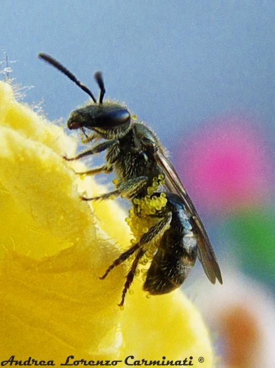 Apidae Halictinae: cfr. Lasioglossum sp.