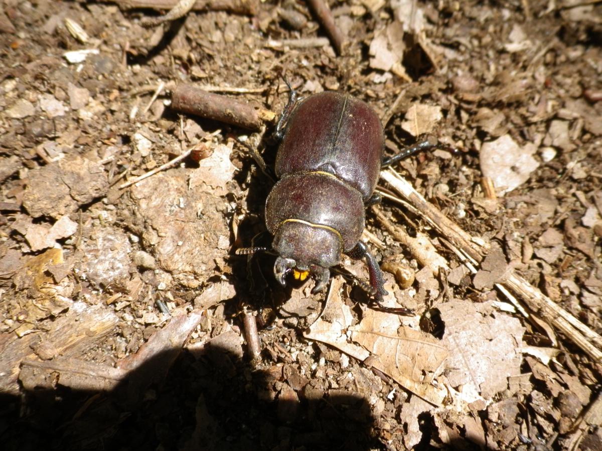 Lucanus tetraodon