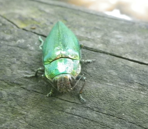 Buprestide Latipalpis plana