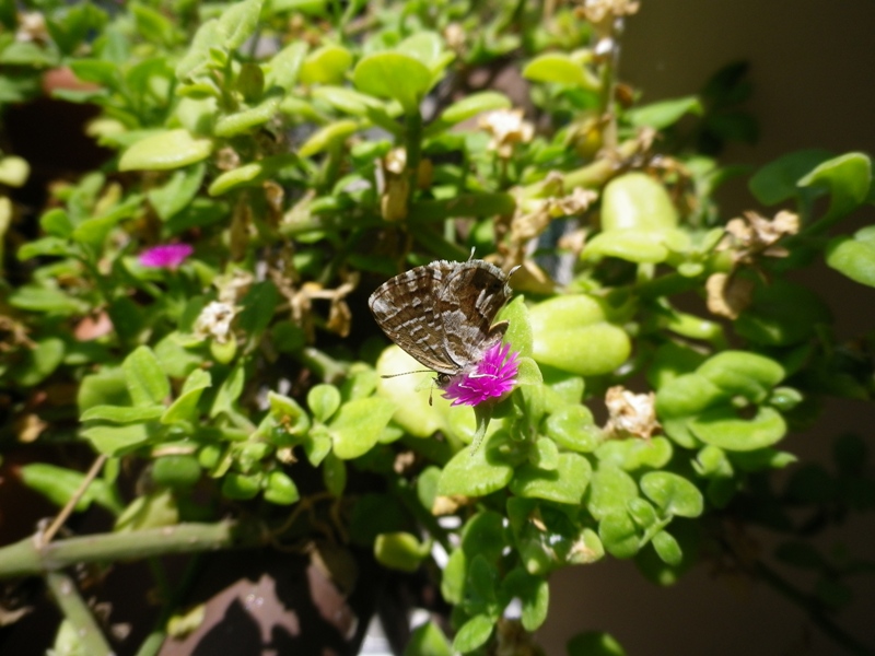 identificazione piccolo lepidottero - Cacyreus marshalli