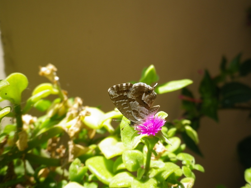 identificazione piccolo lepidottero - Cacyreus marshalli