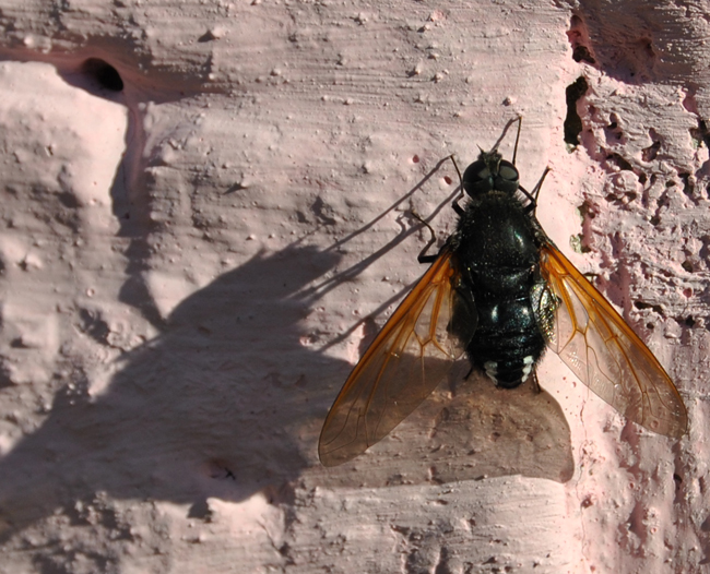 Satyramoeba hetrusca (Bombyliidae)