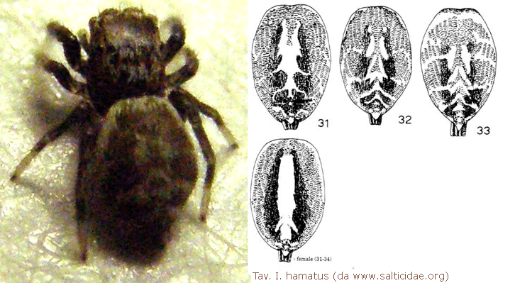 Salticidae da identificare