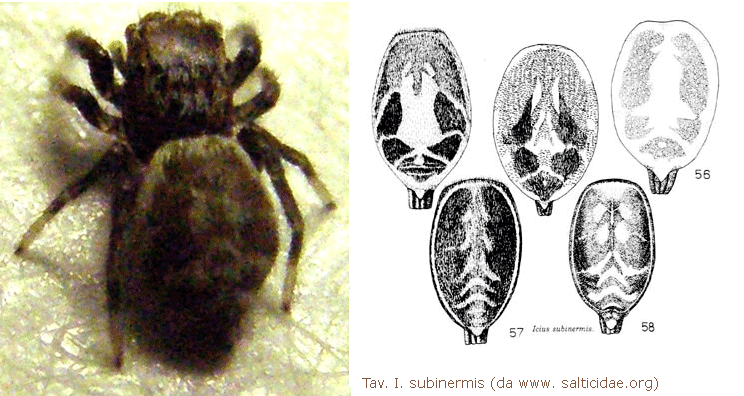 Salticidae da identificare