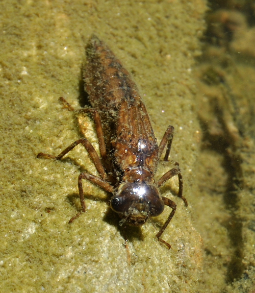 Ninfa di ? Aeshna cyanea