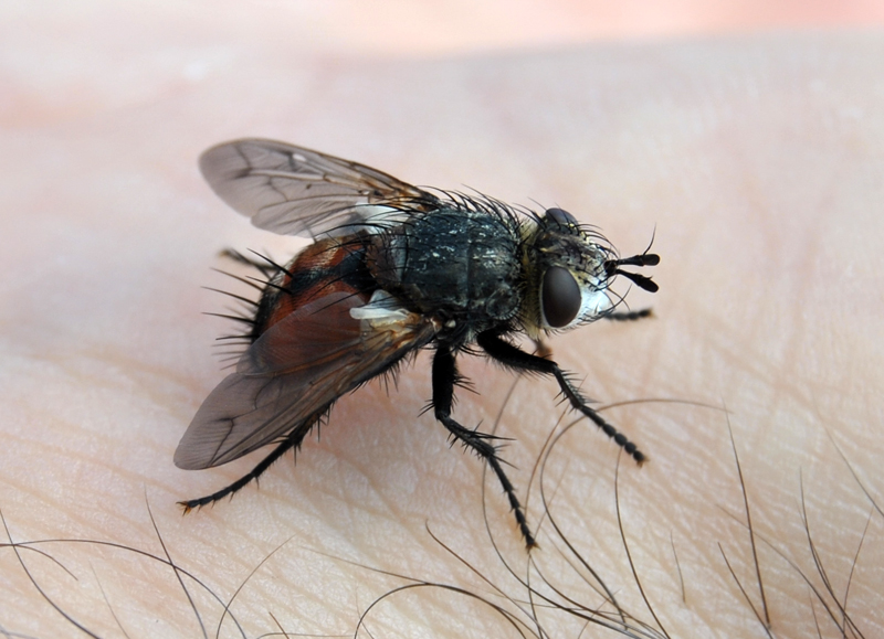 Peleteria rubescens emiliana?