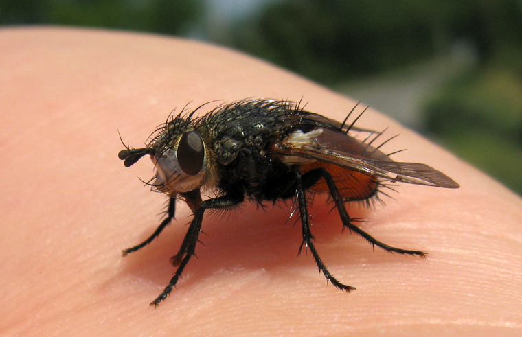 Peleteria rubescens emiliana?