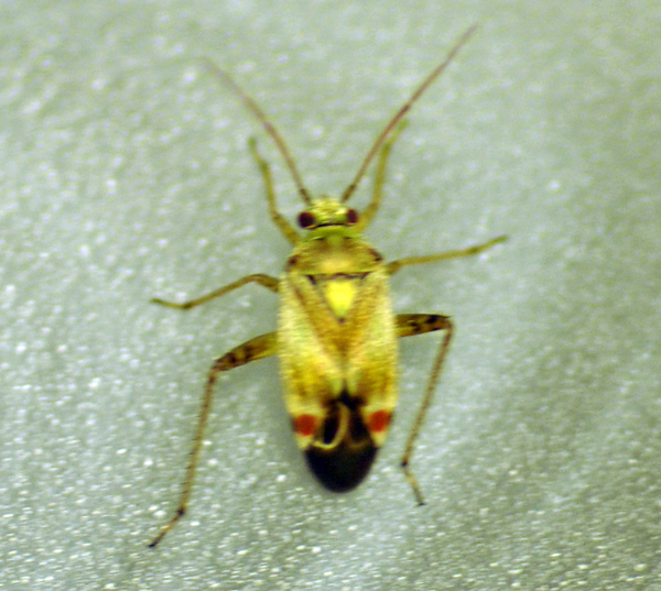 Miridae: Polymerus vulneratus dell''Emilia (PR)