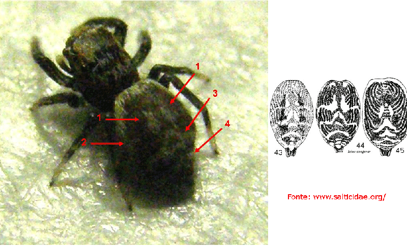 Salticidae da identificare