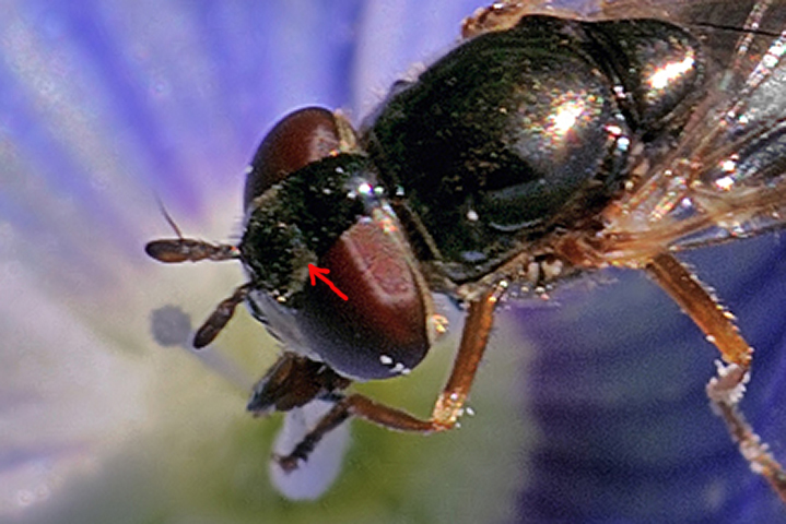 Melanostoma cf. mellinum (Syrphidae)