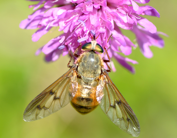 Tabanidae asimmetrico da id