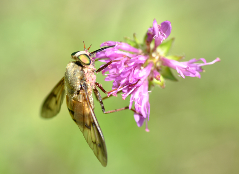 Tabanidae asimmetrico da id