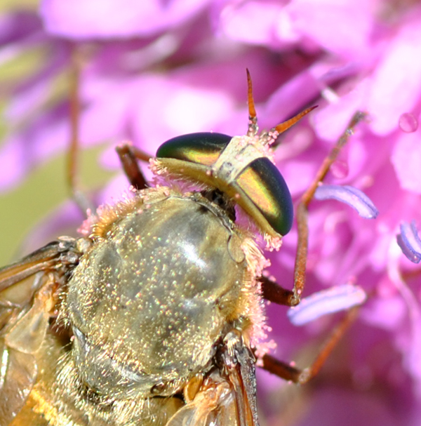 Tabanidae asimmetrico da id