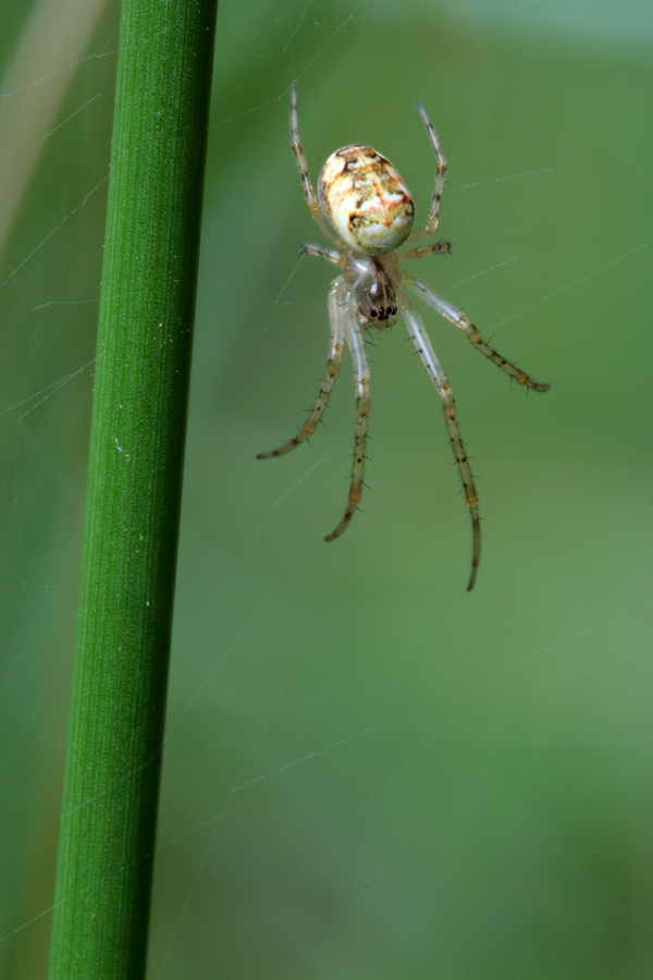 Metellina sp.