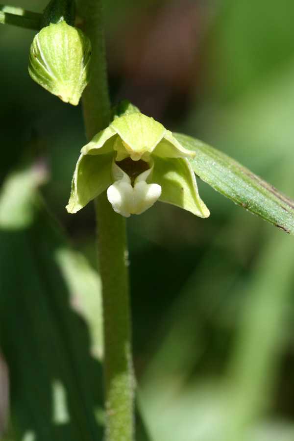 E.helleborine pallida?