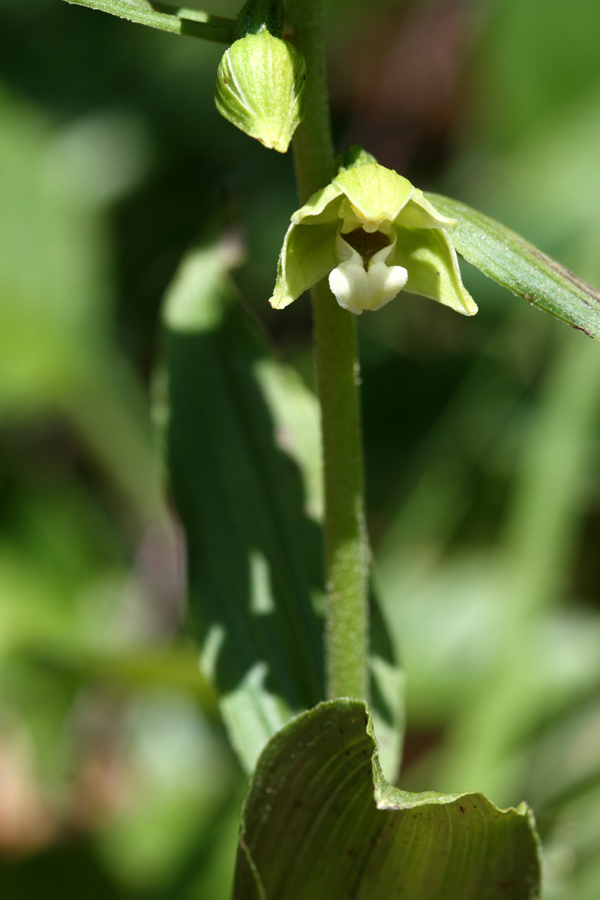 E.helleborine pallida?