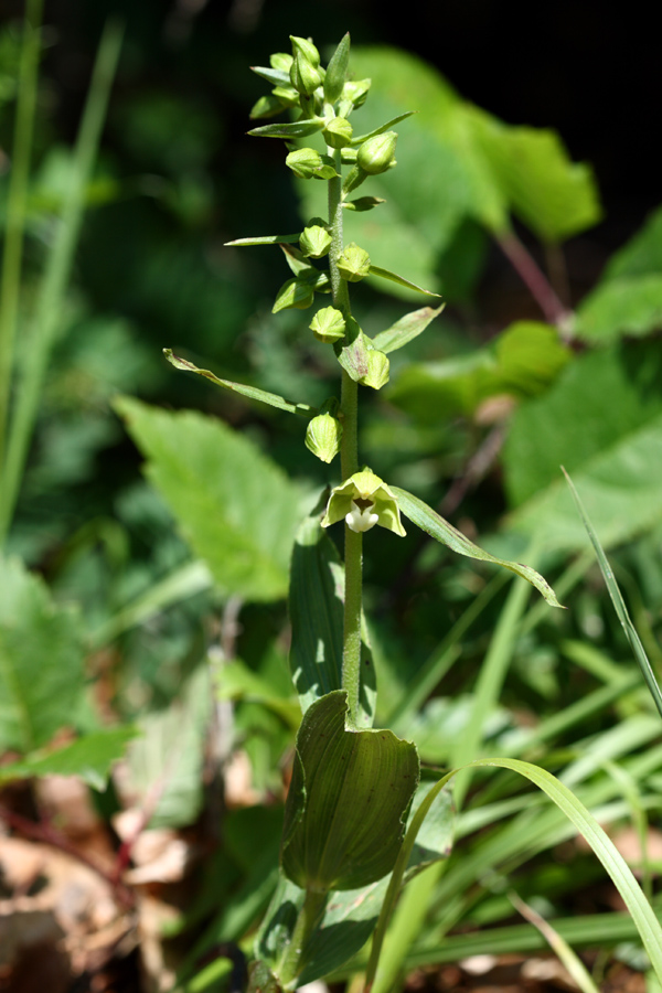 E.helleborine pallida?