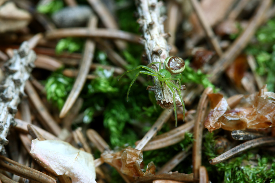 Diaea dorsata