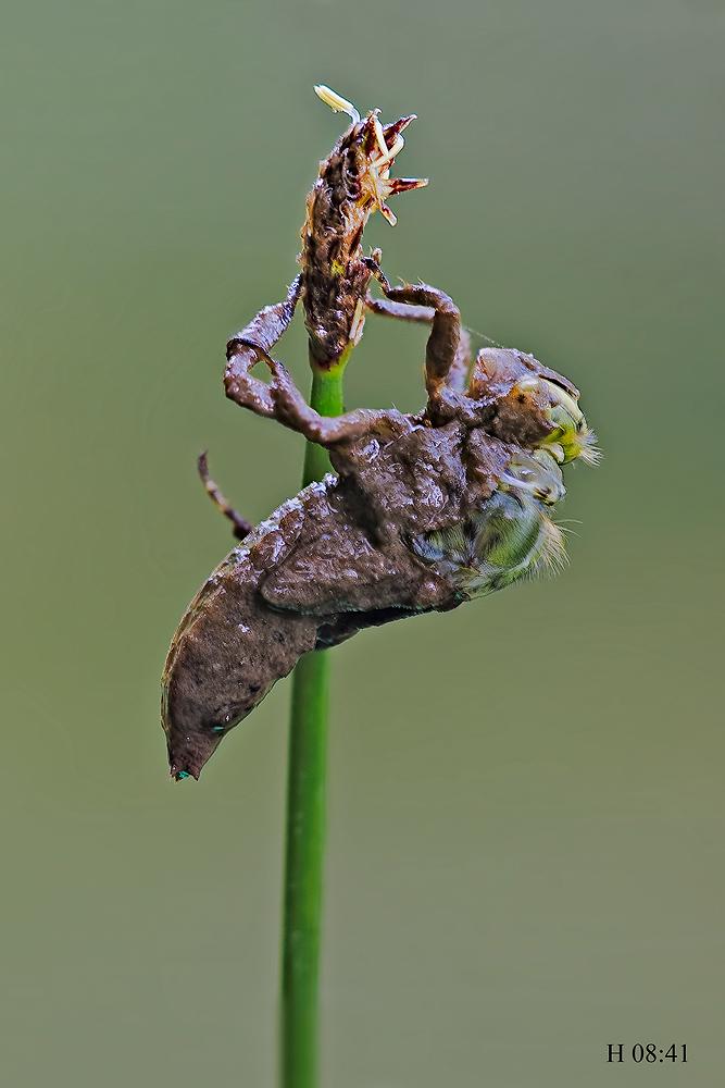 Come nasce una libellula - Libellula depressa