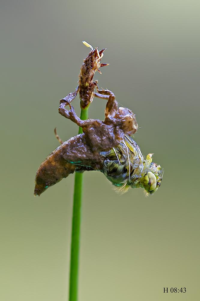 Come nasce una libellula - Libellula depressa