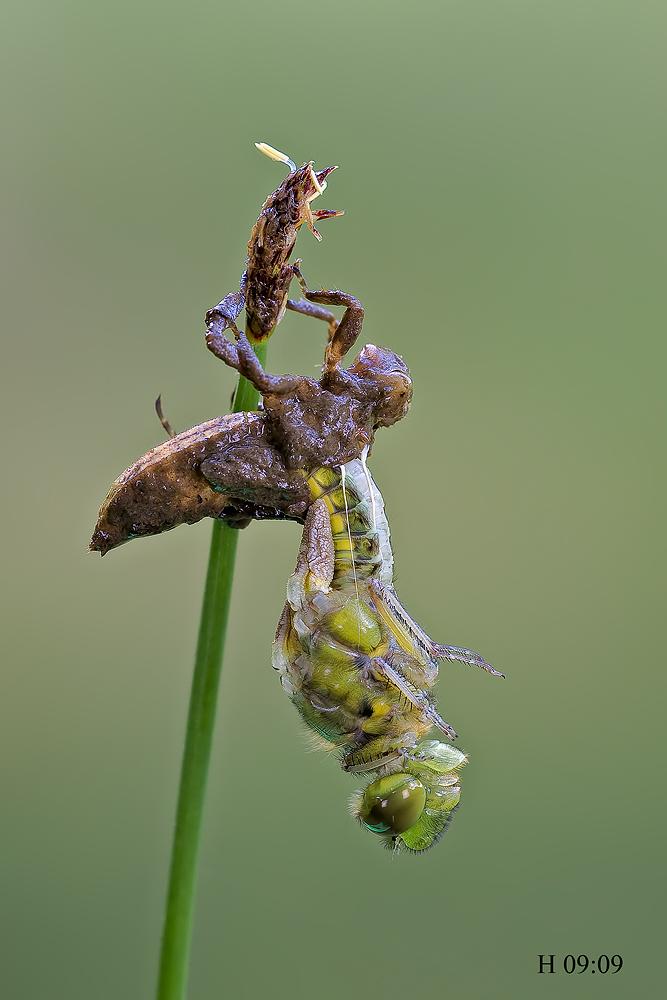 Come nasce una libellula - Libellula depressa