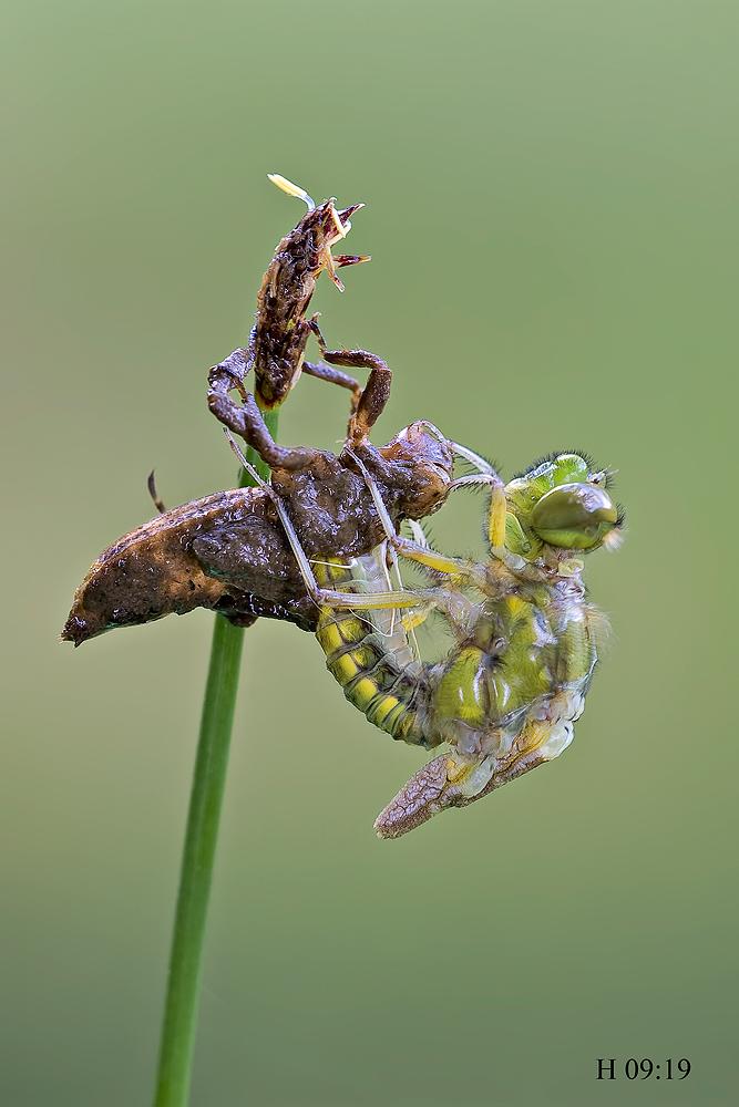 Come nasce una libellula - Libellula depressa