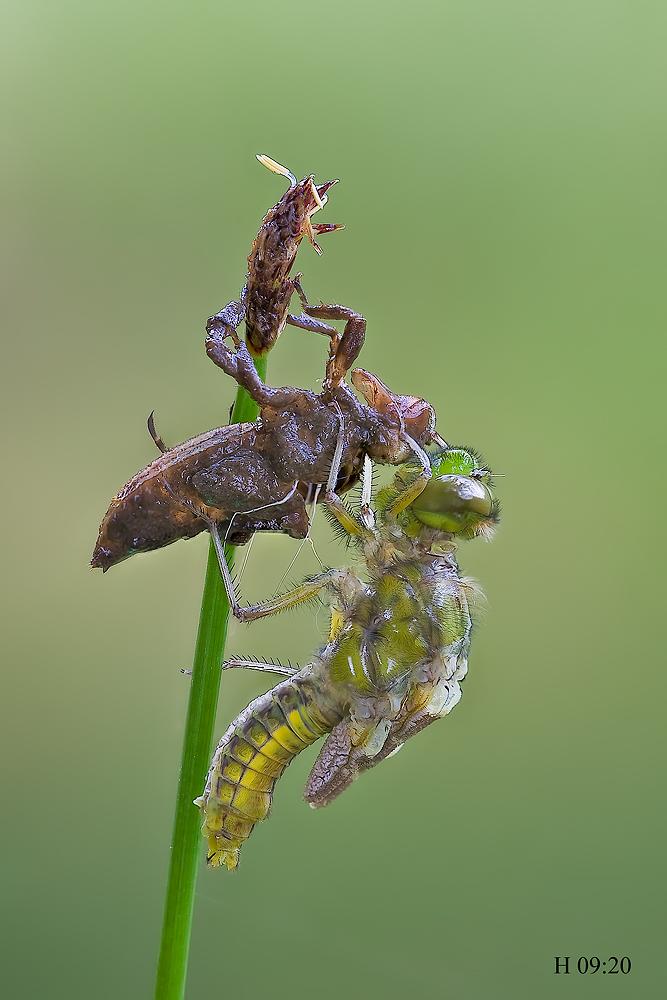 Come nasce una libellula - Libellula depressa