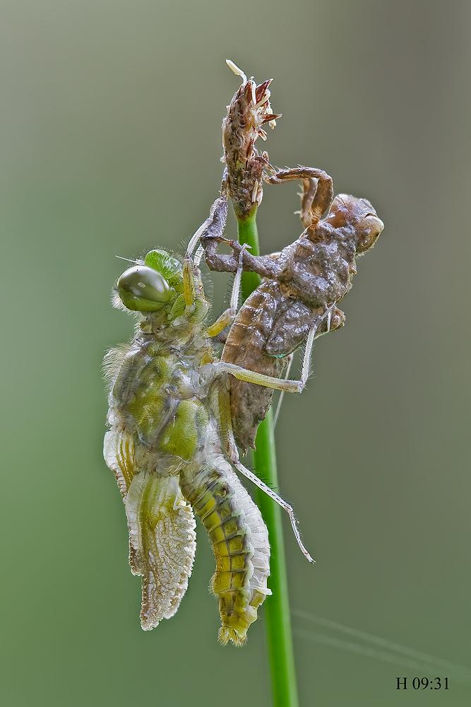 Come nasce una libellula - Libellula depressa