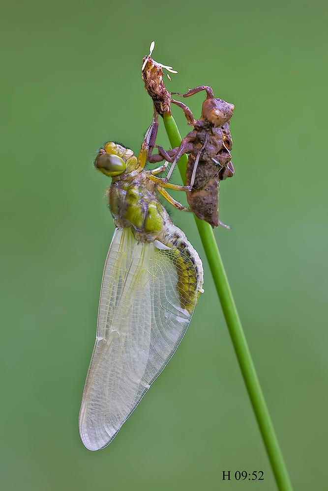 Come nasce una libellula - Libellula depressa