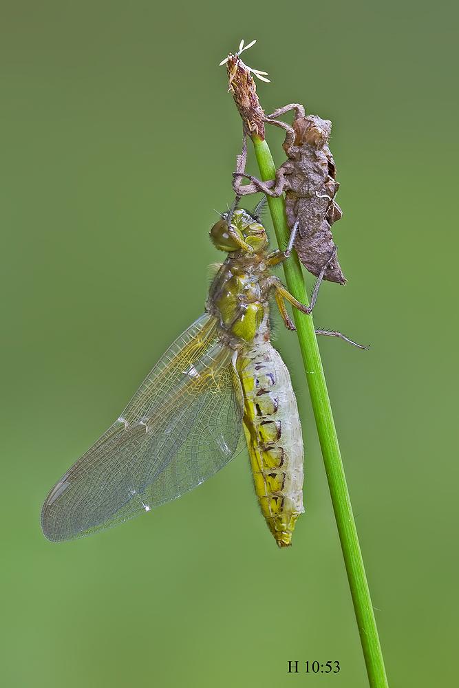 Come nasce una libellula - Libellula depressa