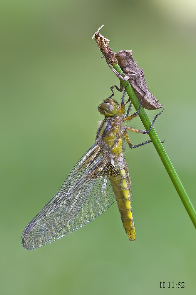 Come nasce una libellula - Libellula depressa