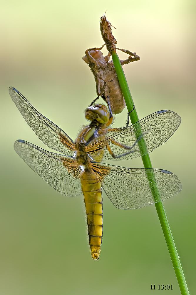 Come nasce una libellula - Libellula depressa