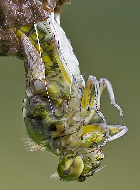 Come nasce una libellula - Libellula depressa