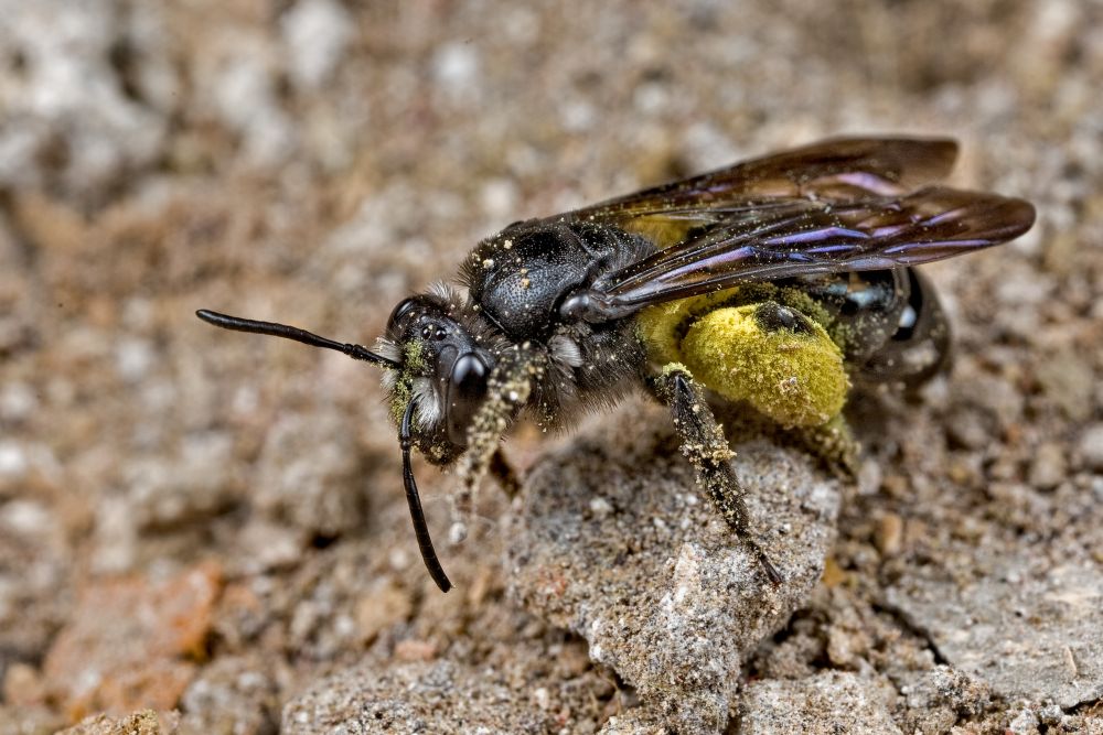 Andrena agilissima sulla tana