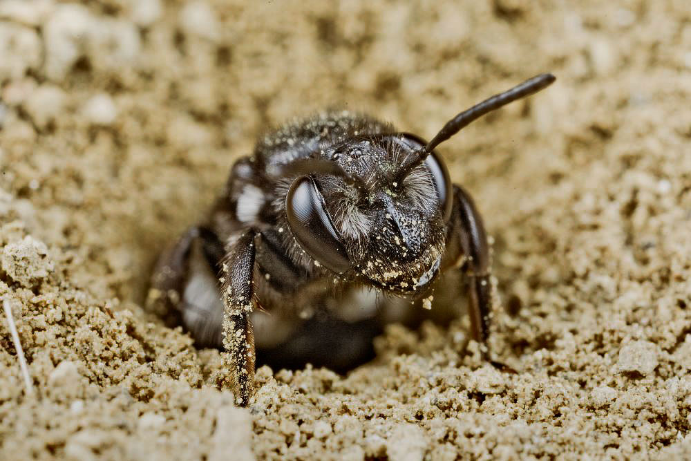 Andrena agilissima sulla tana