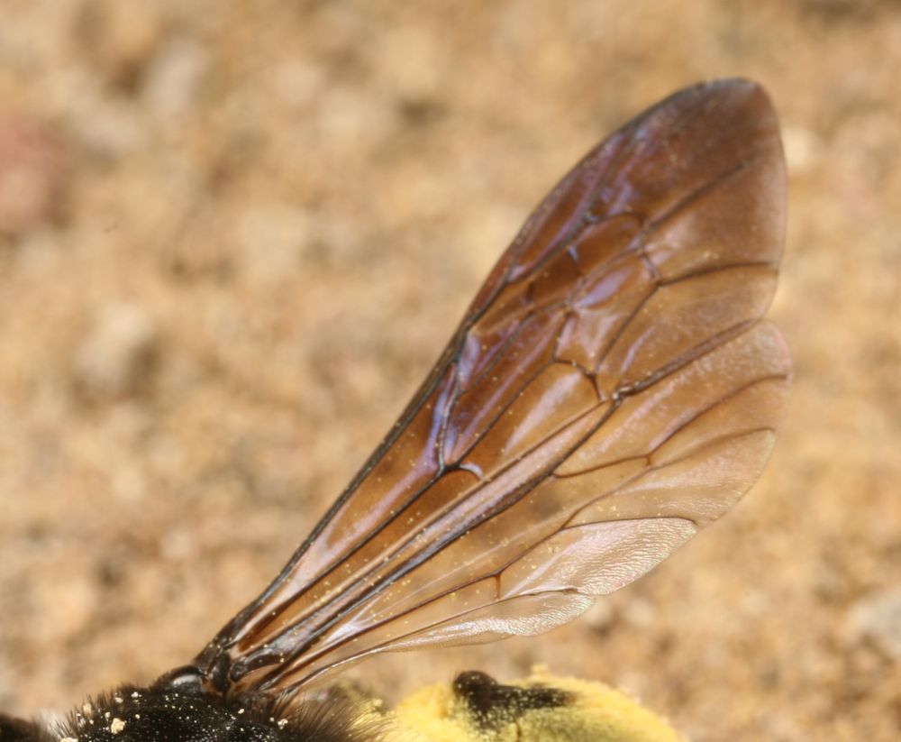 Andrena agilissima sulla tana