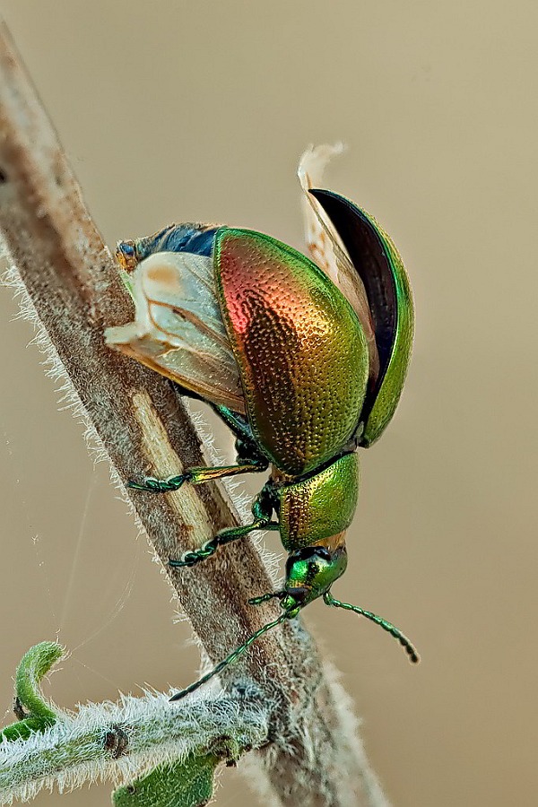 Chrysolina cfr herbacea quasi immobile (fungo?)