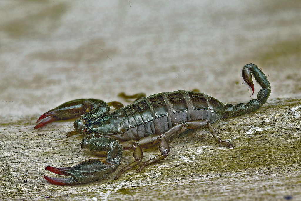 Euscorpius sp.