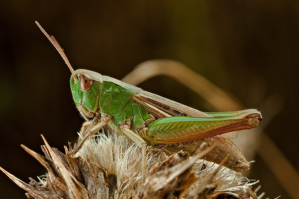 Chorthippus dorsatus