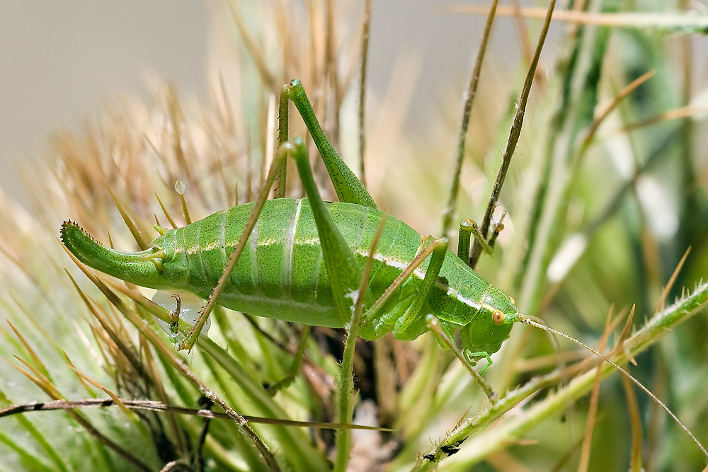 La cavalletta verde di Fabre .... un dubbio