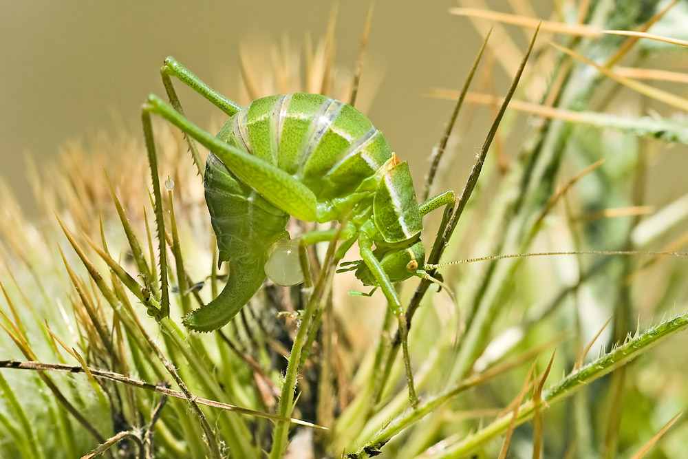 La cavalletta verde di Fabre .... un dubbio