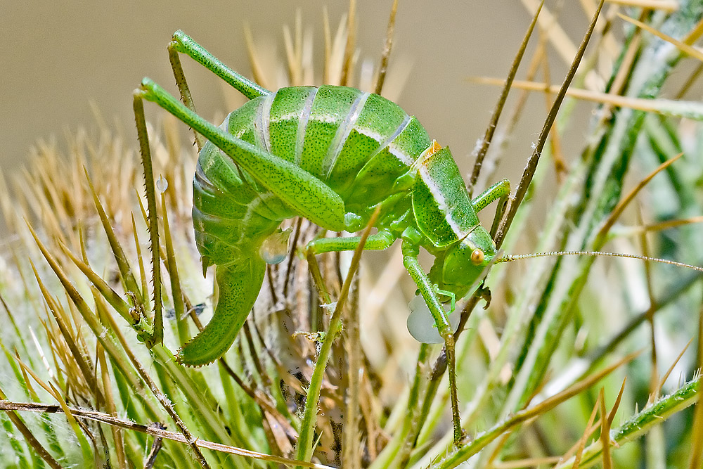 La cavalletta verde di Fabre .... un dubbio