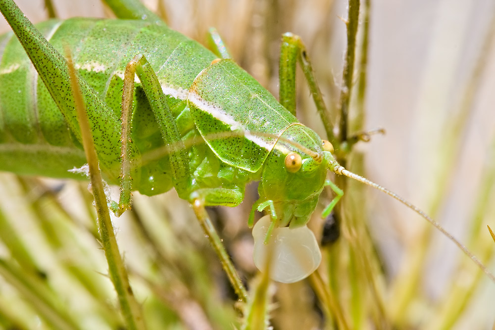 La cavalletta verde di Fabre .... un dubbio