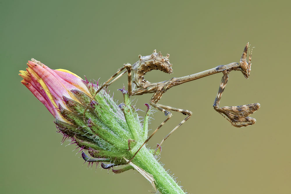 Empusa pennata