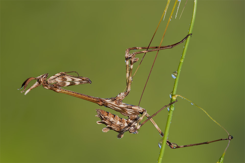 Empusa .... pennata o fasciata ???