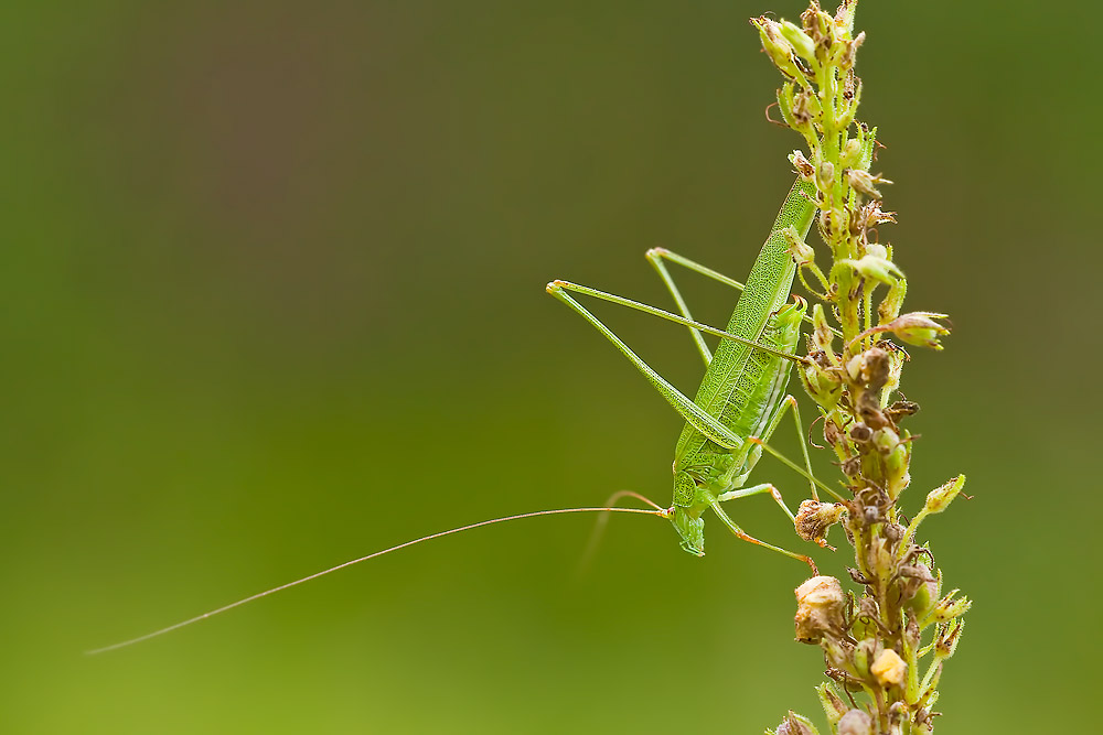 Forse Phaneroptera falcata