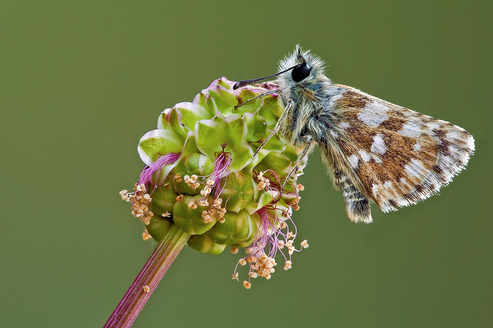 Aiuto per ID  (Pyrgus ?)